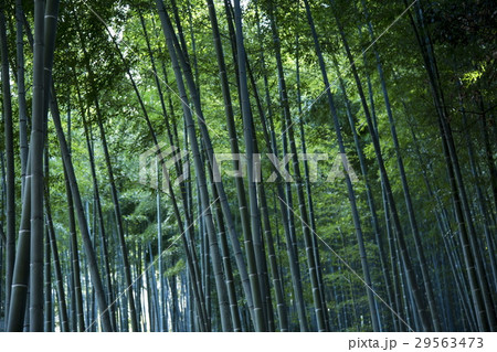 竹林 29563473