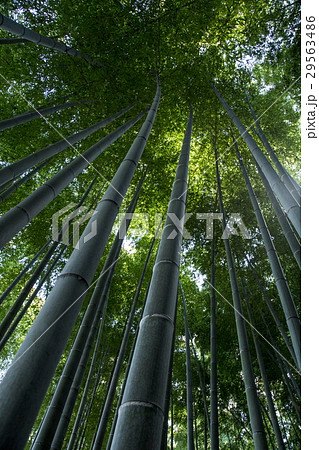 竹林 29563486