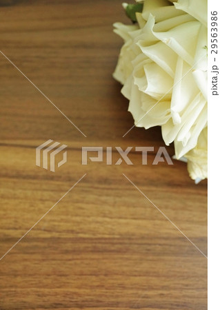 白薔薇（バラ）と茶色背景（White Rose and Brown Background） 29563986