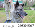 出発を待つ犬 29564507