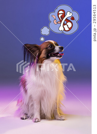 Studio portrait of a small yawning puppy Papillon Studio portrait of a small yawning puppy Papillon 29564513