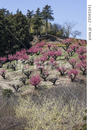 陽春の花桃の丘の写真素材