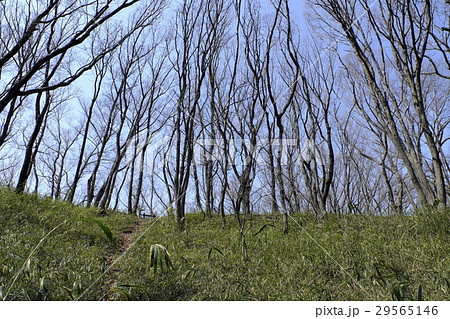 早春の雑木林 早春の雑木林 29565146