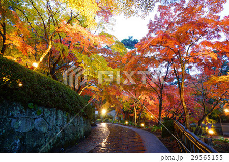 日本 紅葉 日本 紅葉 29565155