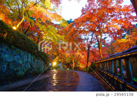 日本　紅葉 29565156