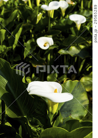 Calla lily in the field Calla lily in the field 29565289