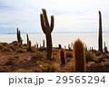 サボテン　ウユニ塩湖　 29565294