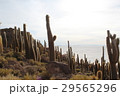 神秘的なサボテン　ウユニ塩湖　 29565296
