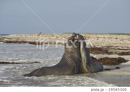 Trial of Strength 29565300