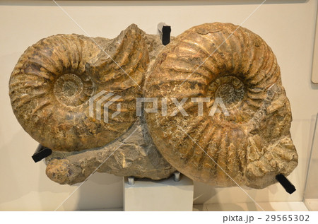 アンモナイト アンモナイト 29565302