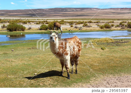 白と茶 アルパカ 白と茶 アルパカ 29565397