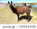 一匹のアルパカ 29565400