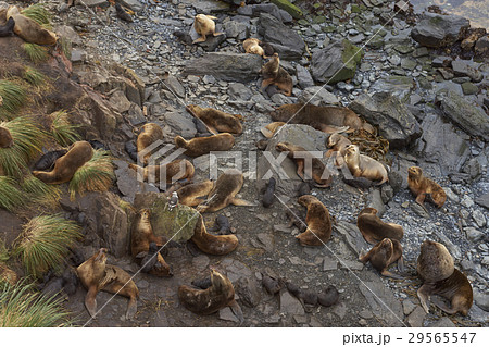 Sea Lion colony with pups Sea Lion colony with pups 29565547