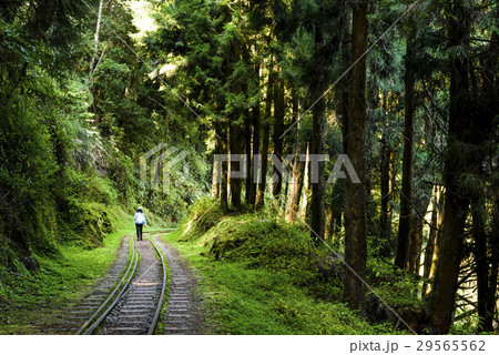 Alishan Forest railway in Taiwan  29565562