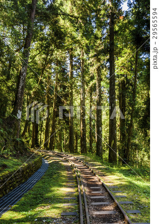 Alishan Forest railway in Taiwan  29565594