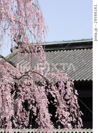 桜と追手門 桜と追手門 29566161