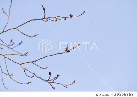 桜　開花前　つぼみ　開花　晴天　ピンク　青　緑 29566368