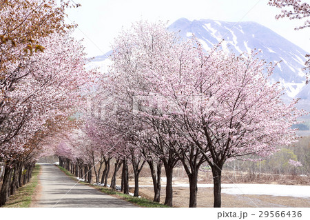 青森　世界一の桜並木の桜街道 29566436