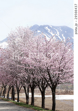 青森 世界一の桜並木のオオヤマザクラ 青森 世界一の桜並木のオオヤマザクラ 29566437
