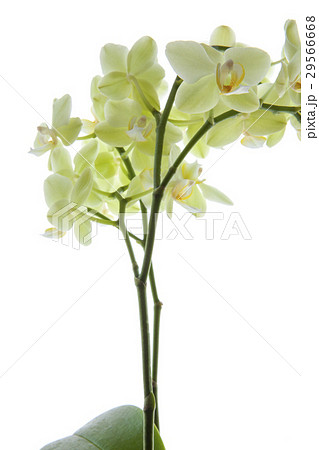 蘭 ラン 洋ラン 29566668