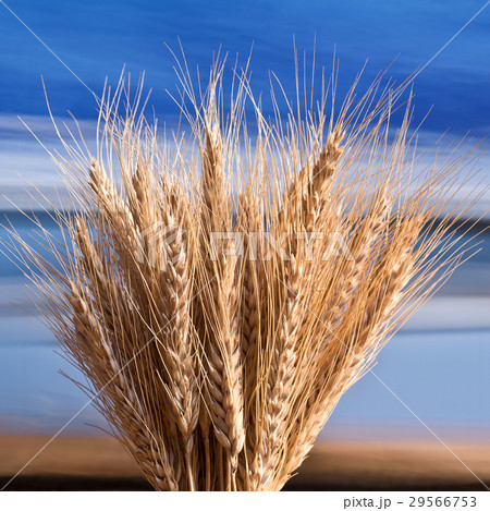 Sheaf Of Barley On The Blue Sky 29566753