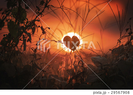 The Heart Of Nature The Heart Of Nature 29567908