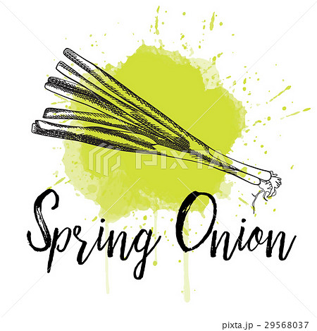 Vector illustration of spring onion. Hand drawn Vector illustration of spring onion. Hand drawn 29568037