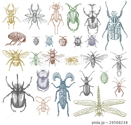 big set of insects bugs beetles and bees many 29568238