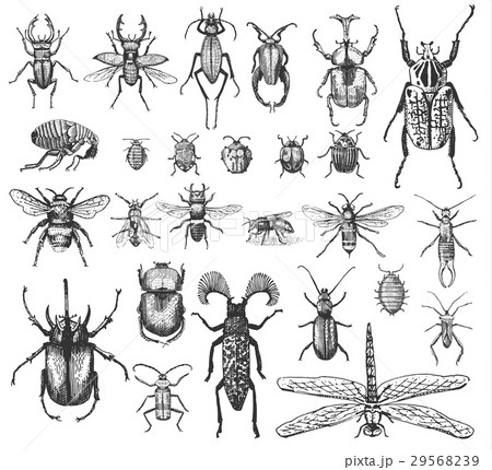 big set of insects bugs beetles and bees many 29568239