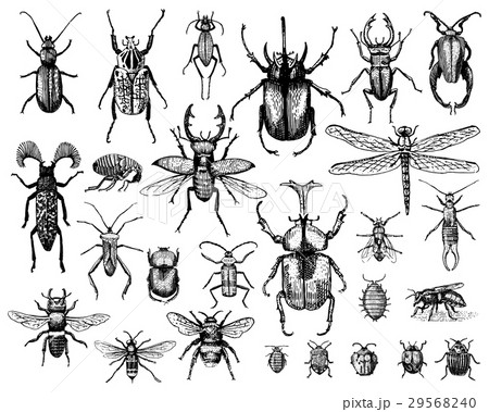 big set of insects bugs beetles and bees many big set of insects bugs beetles and bees many 29568240