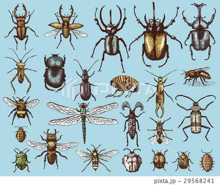 big set of insects bugs beetles and bees many 29568241