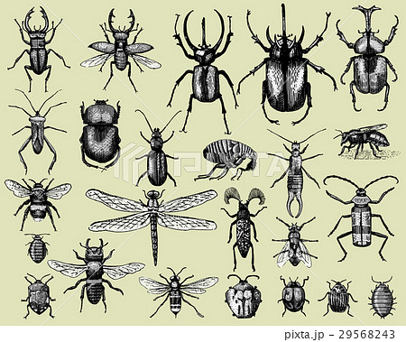 big set of insects bugs beetles and bees many big set of insects bugs beetles and bees many 29568243