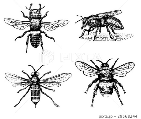 Set of bee engraved vintage hand drawn in 29568244