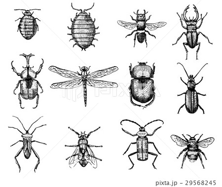 big set of insects bugs beetles and bees many 29568245