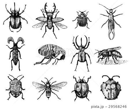 big set of insects bugs beetles and bees many big set of insects bugs beetles and bees many 29568246