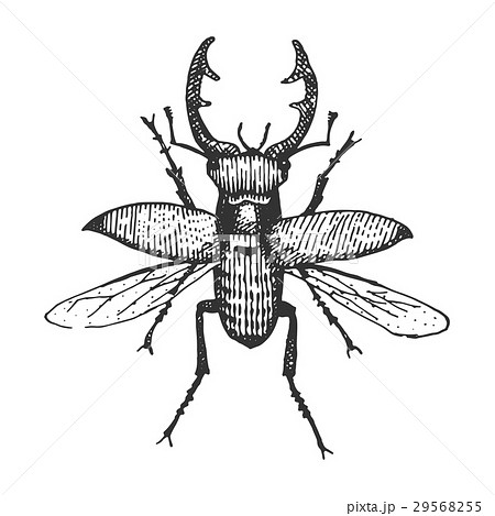 beetle, insect species isolated engraved, hand 29568255