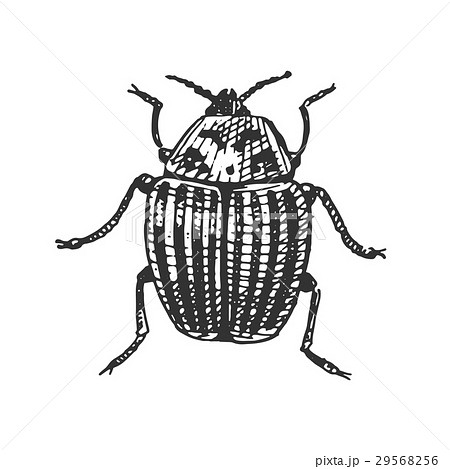beetle, insect species isolated engraved, hand beetle, insect species isolated engraved, hand 29568256