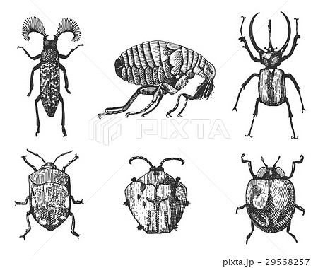 big set of insects bugs beetles and bees many big set of insects bugs beetles and bees many 29568257