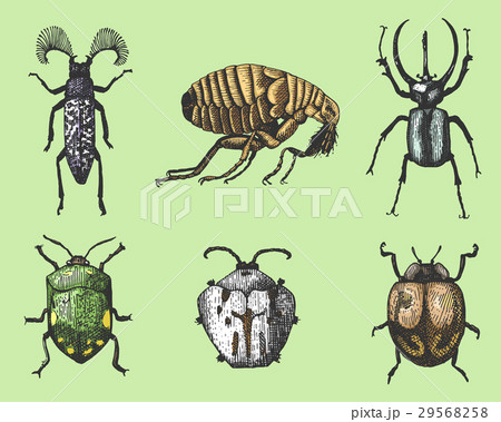 big set of insects bugs beetles and bees many 29568258