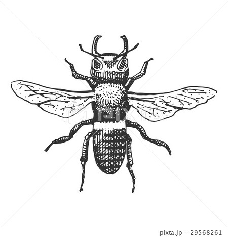 beetle, insect species isolated engraved, hand 29568261