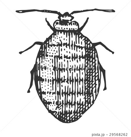 beetle, insect species isolated engraved, hand 29568262