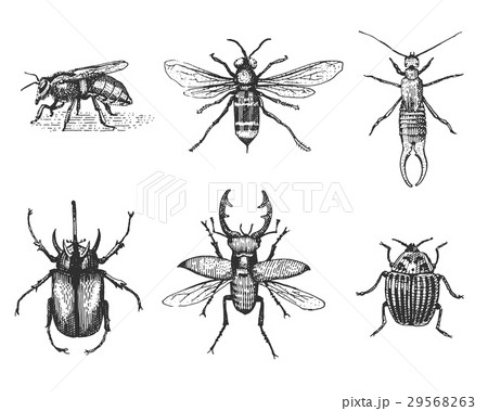 big set of insects bugs beetles and bees many 29568263