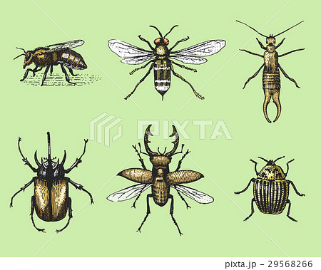 big set of insects bugs beetles and bees many 29568266