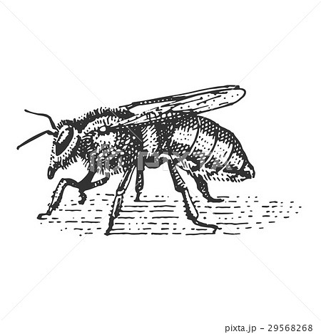 beetle, insect species isolated engraved, hand beetle, insect species isolated engraved, hand 29568268