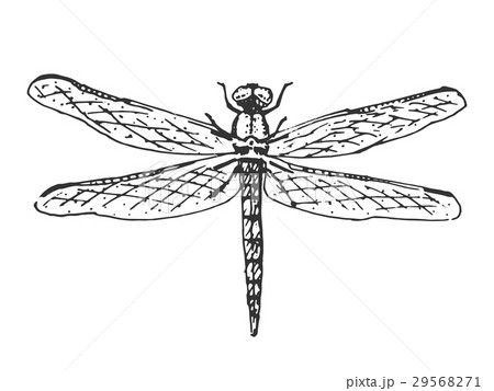 beetle, insect species isolated engraved, hand 29568271