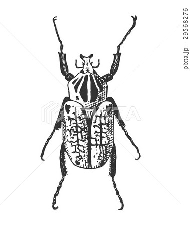 beetle, insect species isolated engraved, hand 29568276