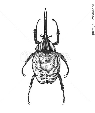 beetle, insect species isolated engraved, hand 29568278