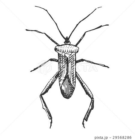 beetle, insect species isolated engraved, hand 29568286