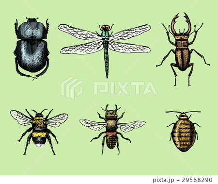 big set of insects bugs beetles and bees many 29568290