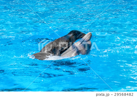 seal is riding on a dolphin in blue water 29568482